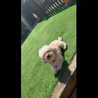 Shihpoo - Bitches