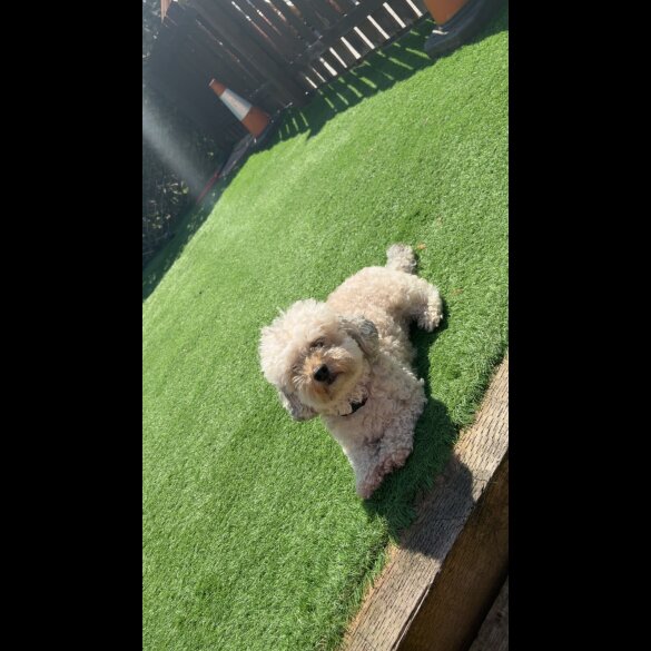 Shihpoo - Bitches