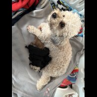 Shihpoo - Bitches