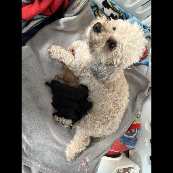Shihpoo - Bitches