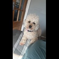 Shihpoo - Bitches
