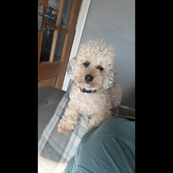Shihpoo - Bitches