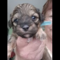 Shihpoo - Both