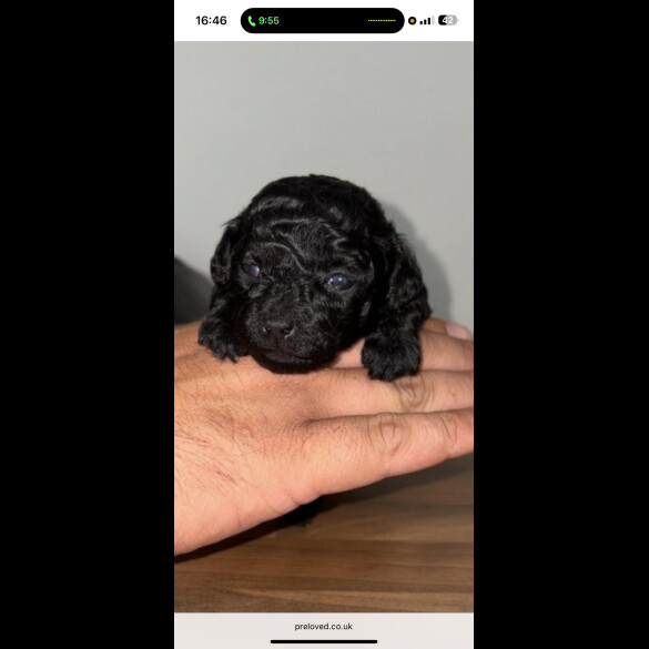 Shihpoo - Bitches