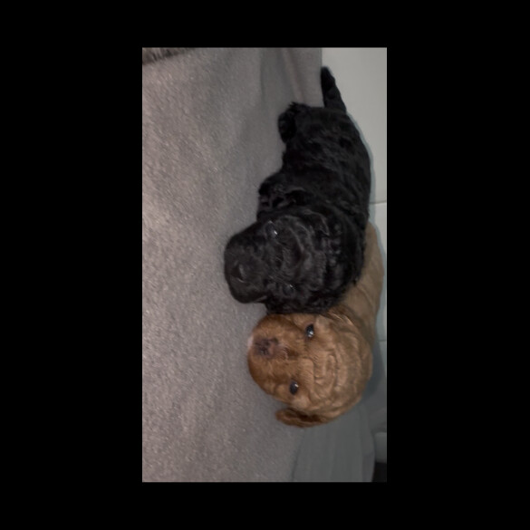 Shihpoo - Bitches
