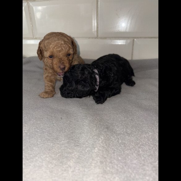 Shihpoo - Bitches