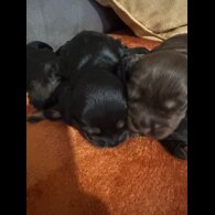 Cocker Spaniel (Working &amp; Show) - Bitches