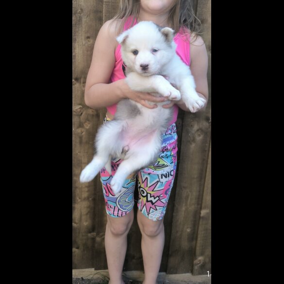 Siberian Husky - Both