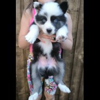 Siberian Husky - Both