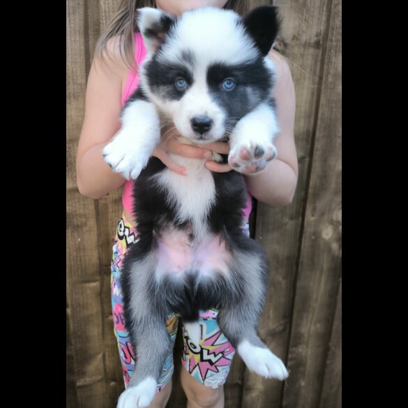 Siberian Husky - Both