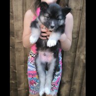 Siberian Husky - Both