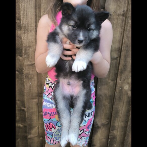 Siberian Husky - Both