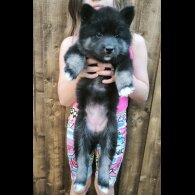 Siberian Husky - Both