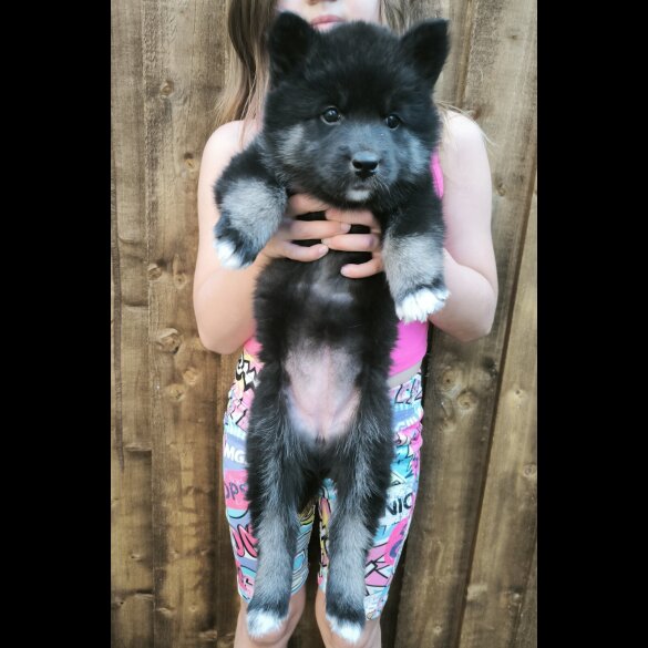 Siberian Husky - Both