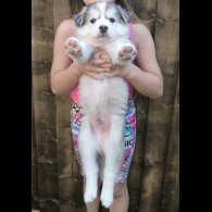 Siberian Husky - Both