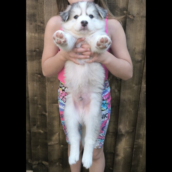 Siberian Husky - Both