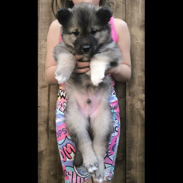 Siberian Husky - Both