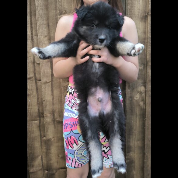 Siberian Husky - Both