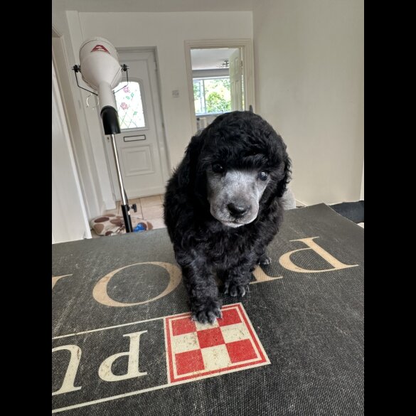 Toy Poodle - Bitches