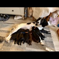 Sprocker Spaniel - Both