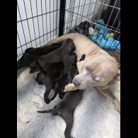 Mixed Breed - Both