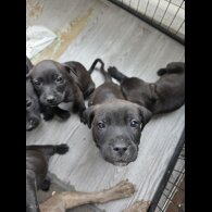 Mixed Breed - Both