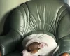Staffordshire Bull Terrier