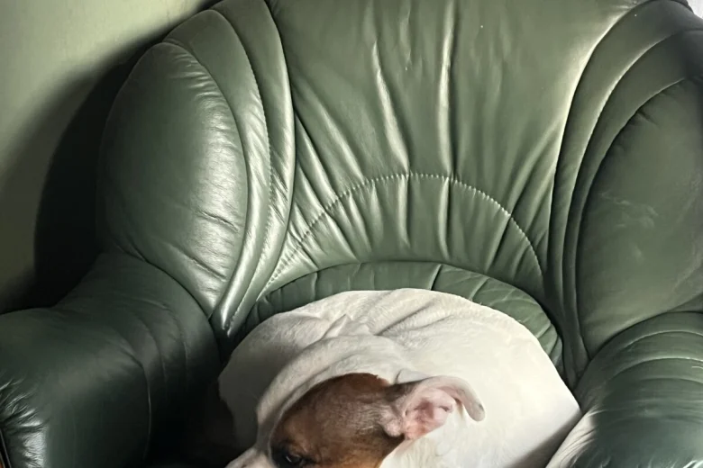 Staffordshire Bull Terrier