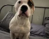 Staffordshire Bull Terrier