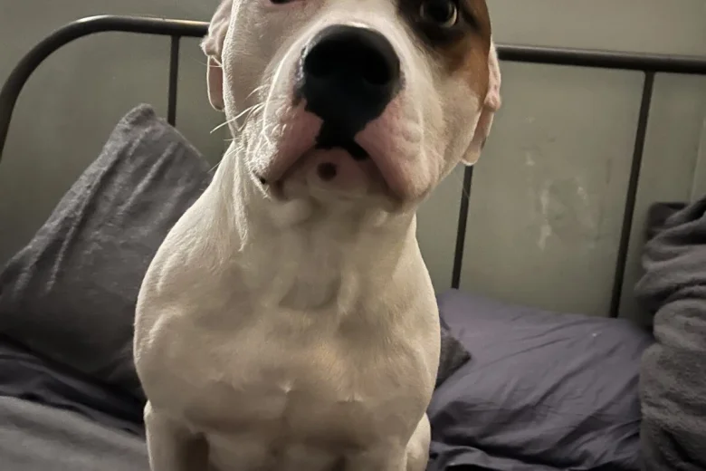Staffordshire Bull Terrier