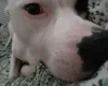 Staffordshire Bull Terrier