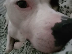Staffordshire Bull Terrier