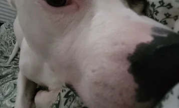 Staffordshire Bull Terrier