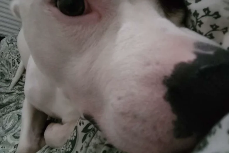 Staffordshire Bull Terrier