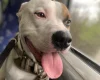 Staffordshire Bull Terrier