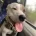 Staffordshire Bull Terrier