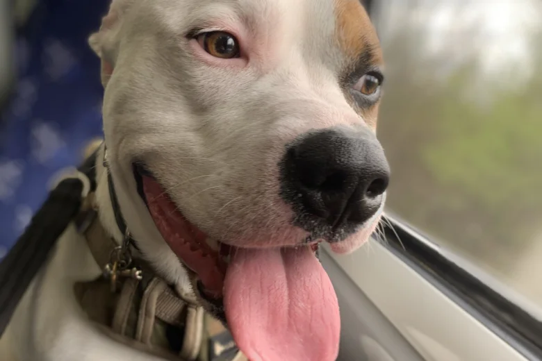 Staffordshire Bull Terrier