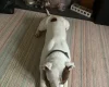 Staffordshire Bull Terrier