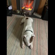 Staffordshire Bull Terrier