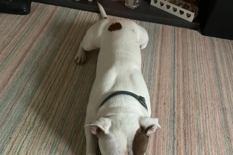 Staffordshire Bull Terrier
