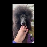Poodle - Dogs