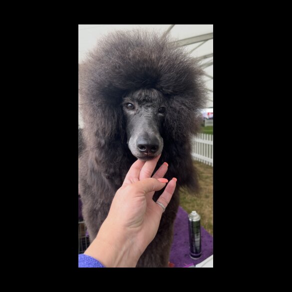 Poodle - Dogs