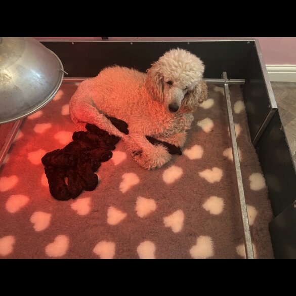 Poodle - Dogs