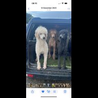 Poodle - Dogs
