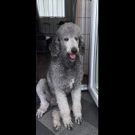 Poodle - Dogs