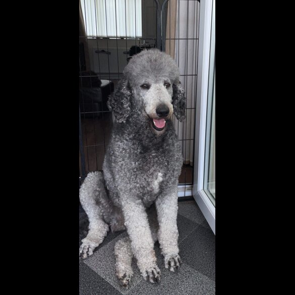 Poodle - Dogs