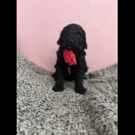 Poodle - Dogs