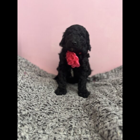 Poodle - Dogs