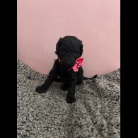 Poodle - Dogs