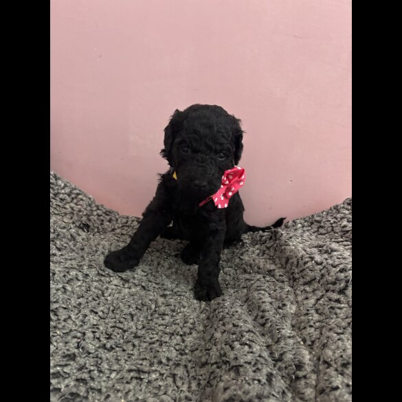 Poodle - Dogs